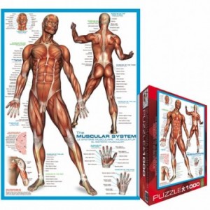 Muskulatur-Systematik - 1000 Teile SmartPoster Puzzle - Eurographics